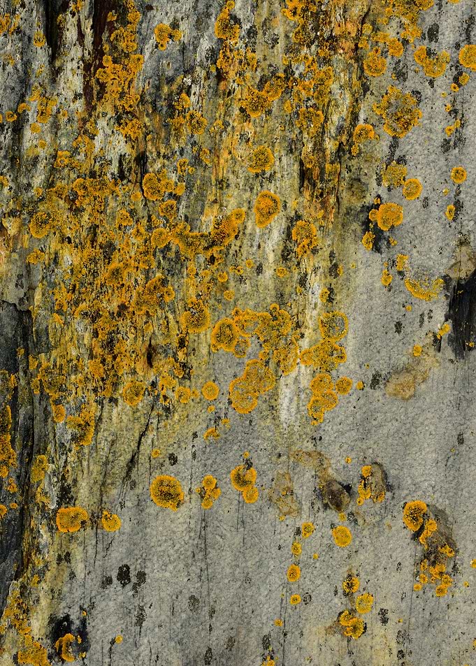 Lichen