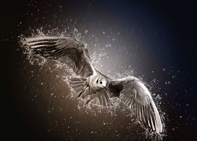 la mouette