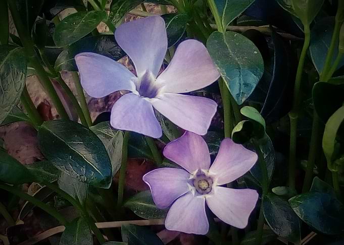 Vinca minor