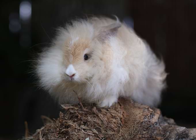 Baby Bunny