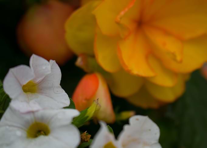 Sunset Flowers