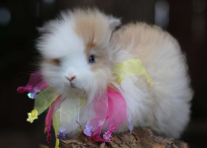 Easter Bunny