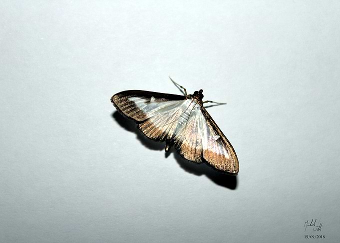 Golden butterfly