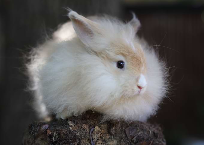 Baby Bunny