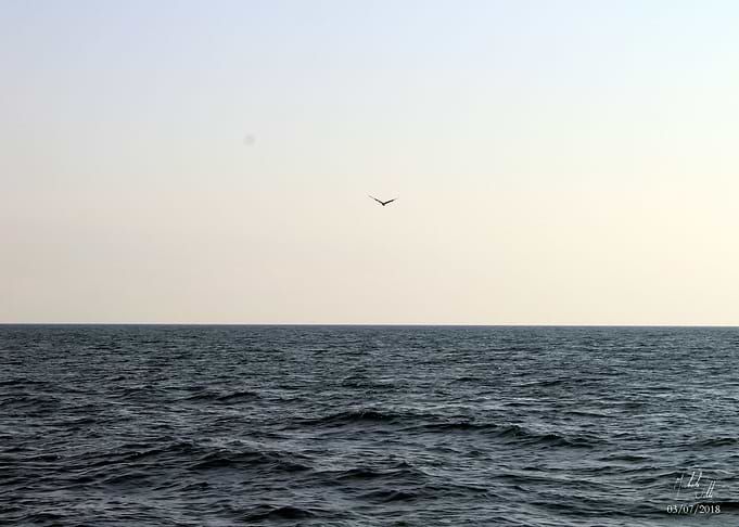 Freedom