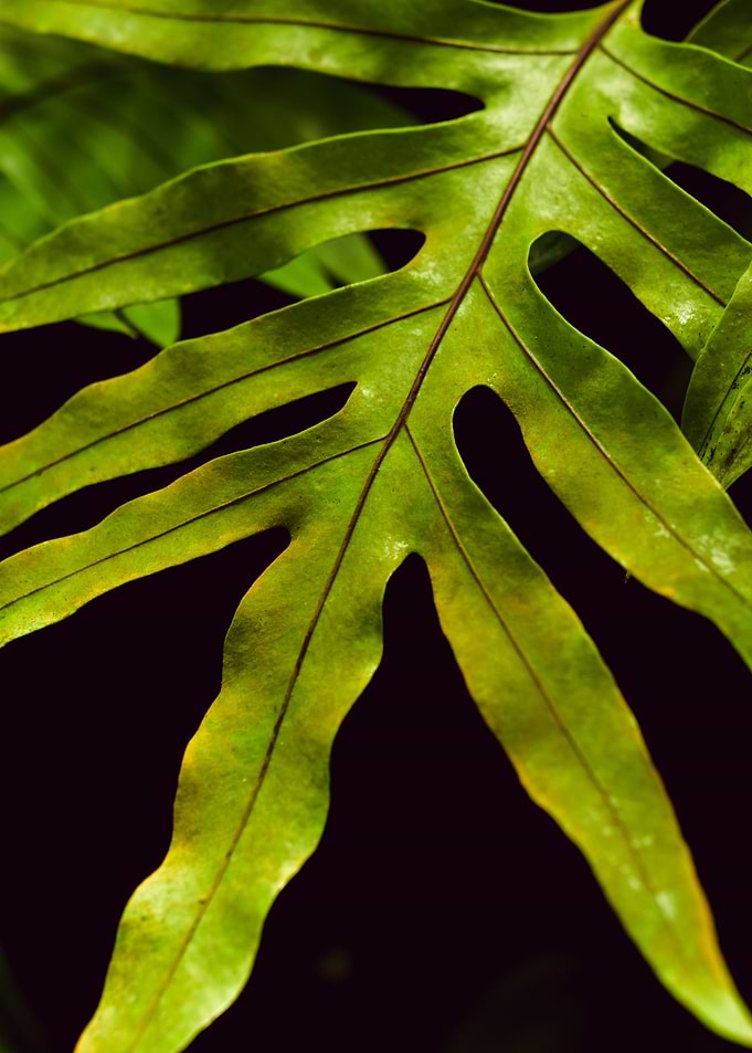 Fern Leaf