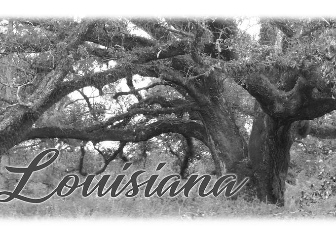 Ancient Oak