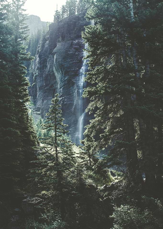 Stream beside trees