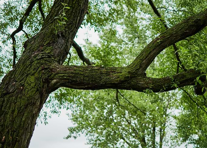 Old Tree