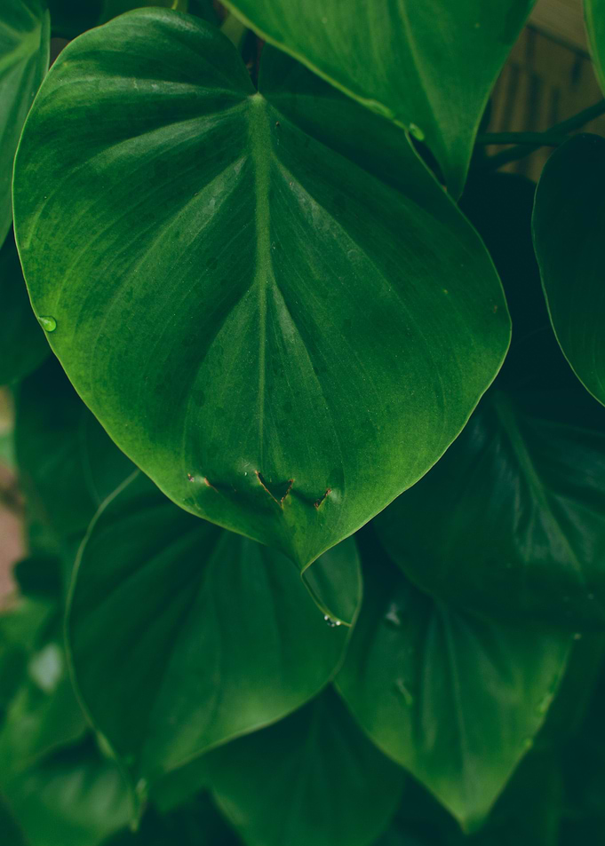 Philodendron