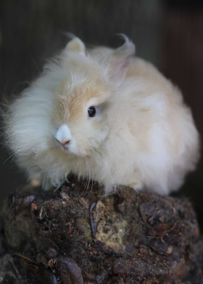 Baby Bunny