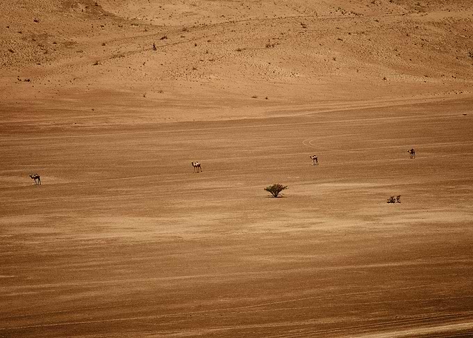 Camels