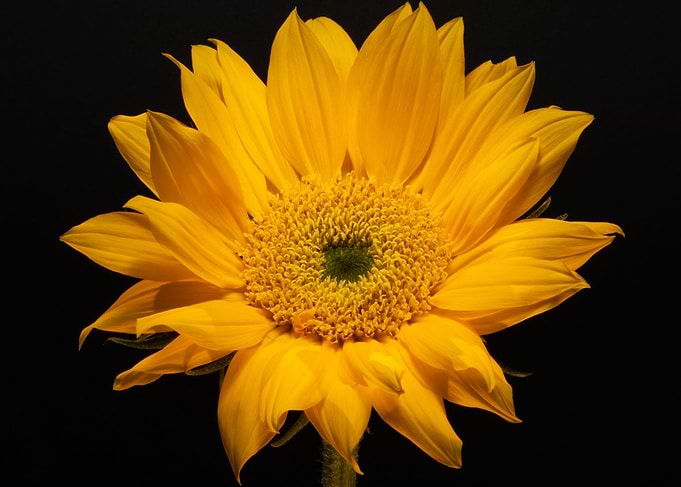 Sunflower Landscape