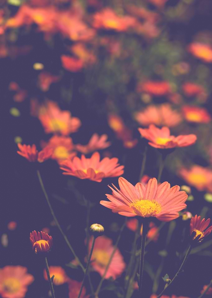 Autumn Botanical