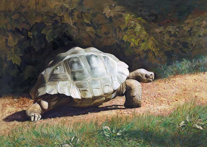 The Journey Of Our Turtle