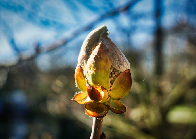 Magnolie