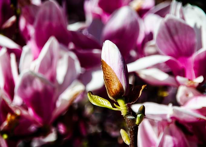 Magnolia