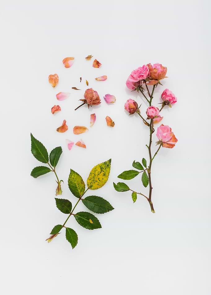 Flower set 2