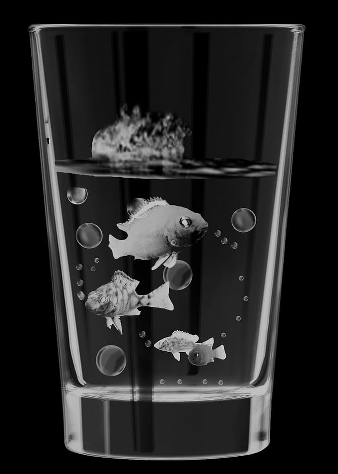 The Fish