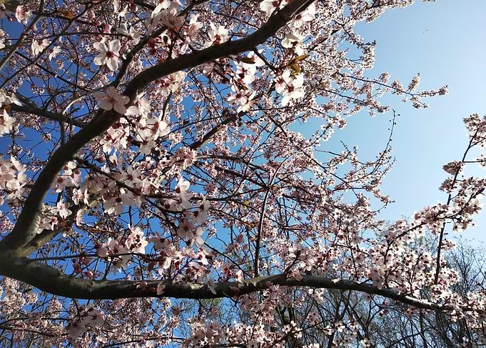 Cherry blossoms
