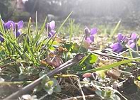 Violet
