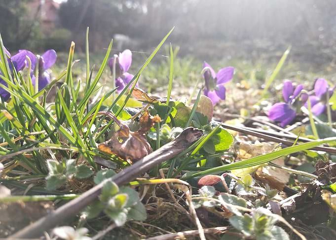 Violet