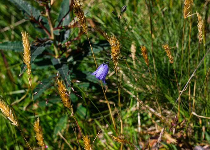 Bluebell