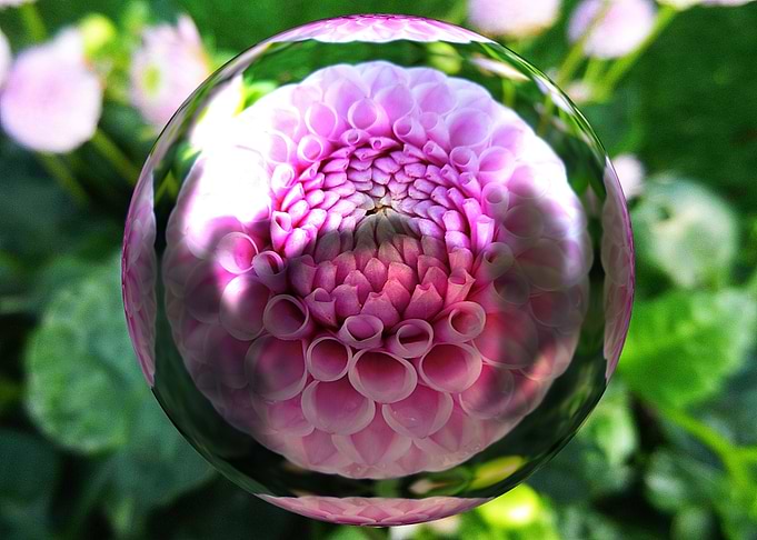 Pink dream