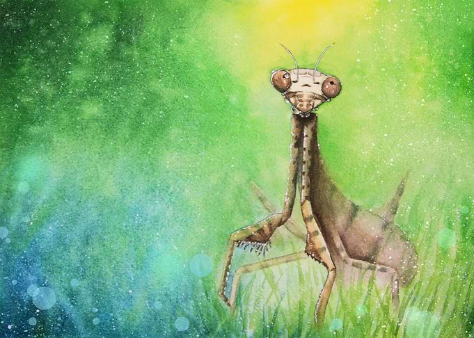 Mantis