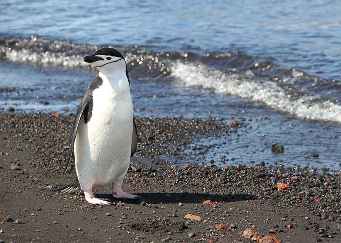 Lonely Penguin