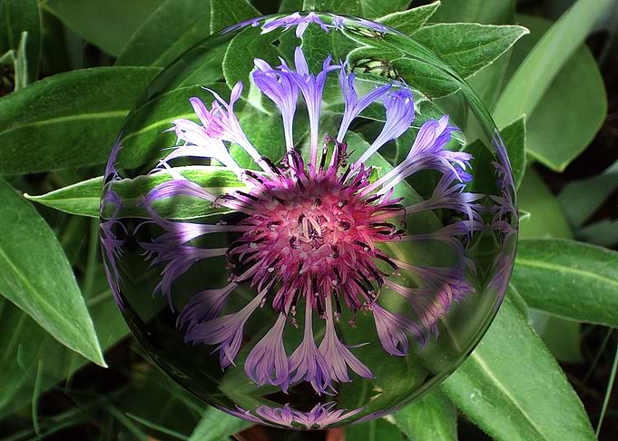 Floral 3d