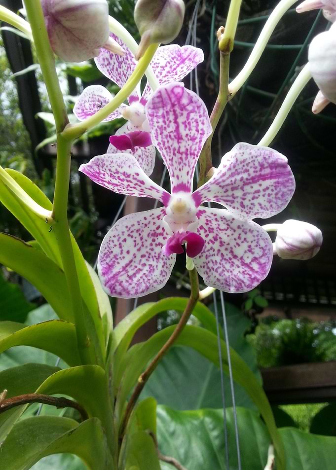 Orchid bliss +