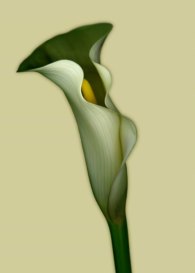 Calla Lily