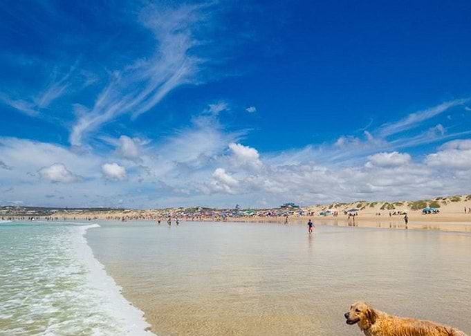 Dog on beach