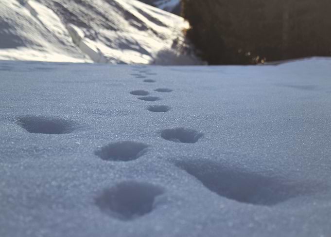 Trail