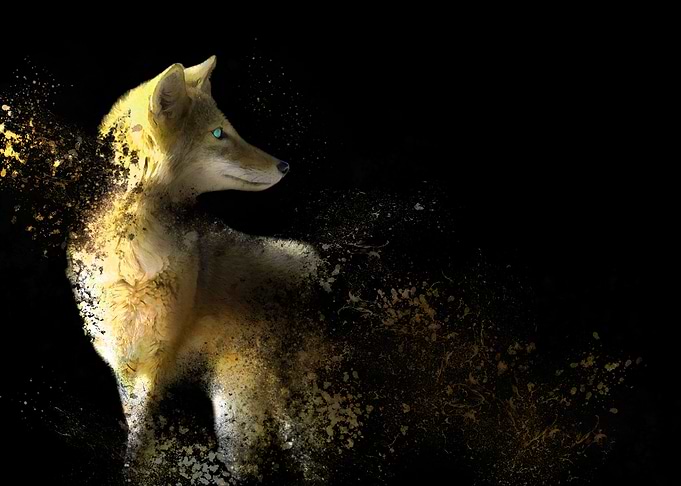 Coyote