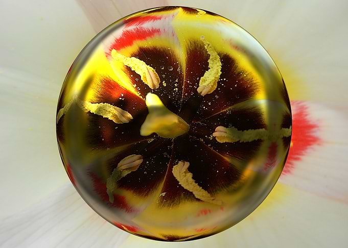 Yellow dream