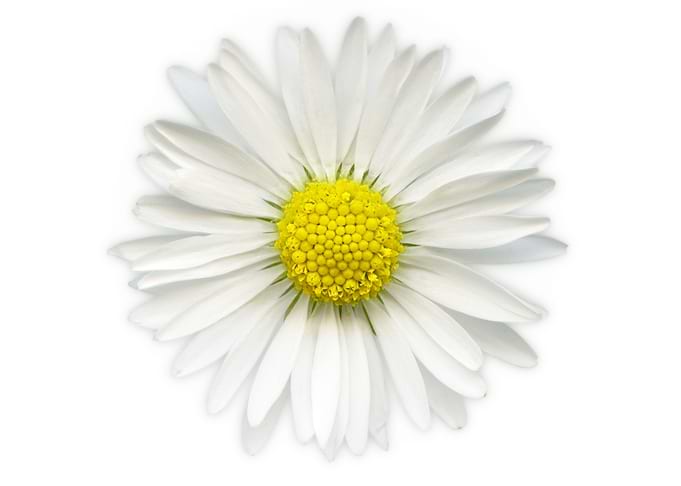 Daisy