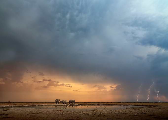 Thunderstorm Elephants