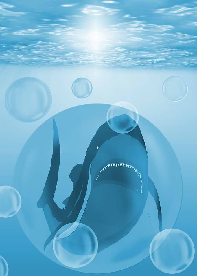 The Shark 2