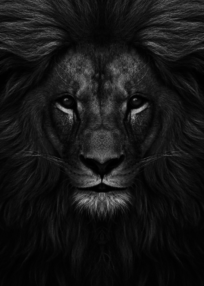 Black Lion head artwork