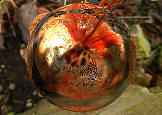 Orange dream