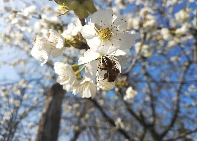 Bee and cherry