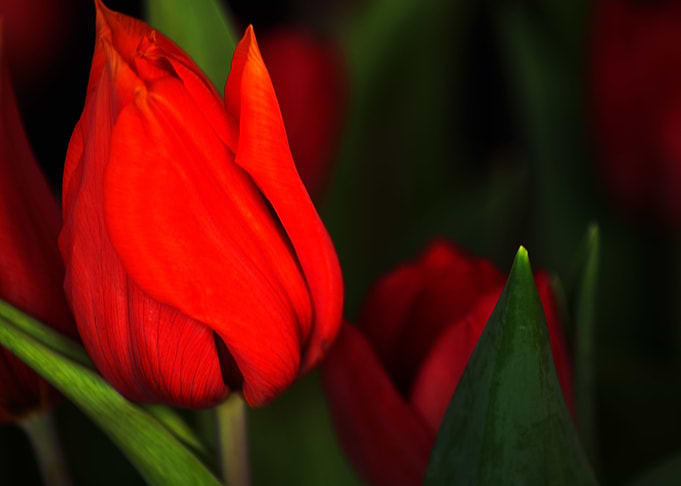 Tulips for mother