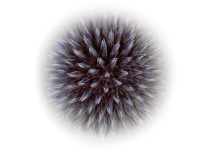 Globe Thistle