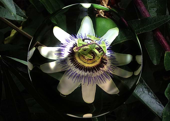 Passion flower 3d