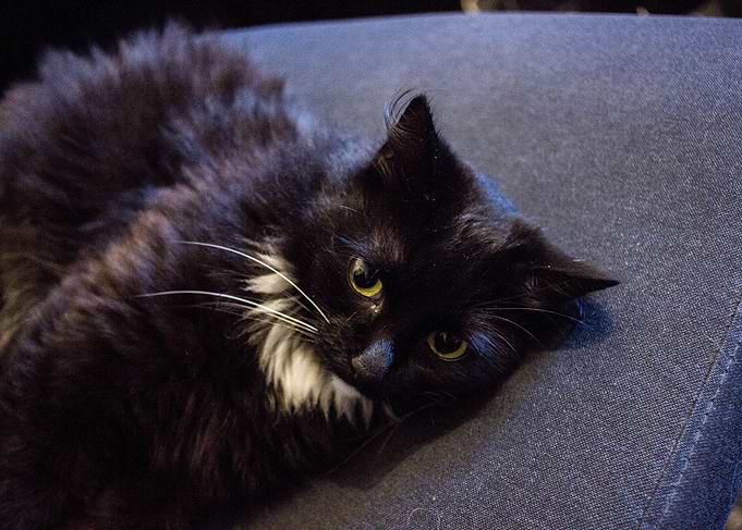 Black feline