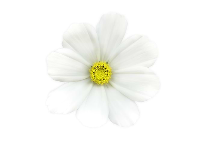 cosmos