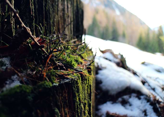 Moss