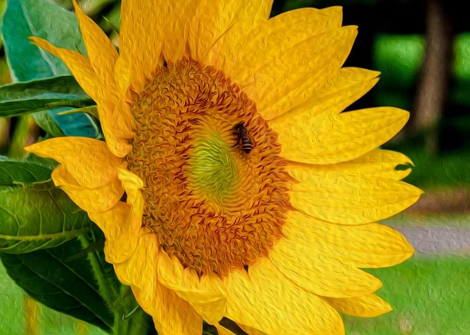 Sunflower